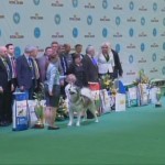 Father: BIS WHITE CHOCOLATE Sausimayok PN: Genotype N/N (Free) HD-A, ED-0 BIS (The winner of the international exhibition FCI-CACIB "GOLDEN GATE 2015") СH Ukraine Show Champion UKU Best of Breed