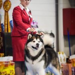 Отец: WW Kaviak's "The Colonel" at Wolf Mountain