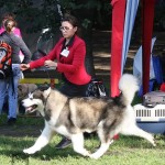 Отец: WW Kaviak's "The Colonel" at Wolf Mountain