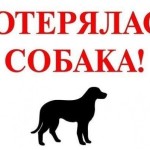 Потерялась собака