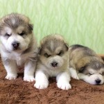 Щенки Аляскинского маламута Помет "P"