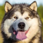 INDIGO WOLF NORTHERN SUNRISE
