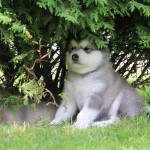 Shenok-malamuta8