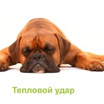 Тепловой удар