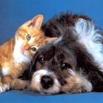 Собака с кошкой