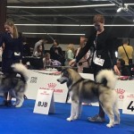 Чемпионат  ЕвроДогШоу-2018