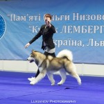 JEW'18 CHESVIK TOP ABSOLUTELY IN LOVE - 2*CAC, 2*CACIB, 2*BOB, BIG-1, BIS-3!