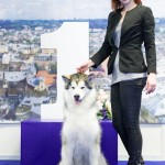 26-27.01.2019 - 2*FCI-CACIB, Lviv-UA PORSHE NORTHERN SUNRISE - СAC, CACIB, BOS!