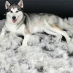 Линька у собаки