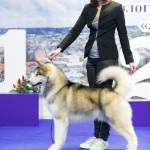 Father: CHESVIK TOP BSOLUTELY IN LOVE European Junior Winner 2018