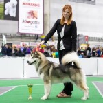 YARL NORTHERN SUNRISE Junior Champion of Breed!