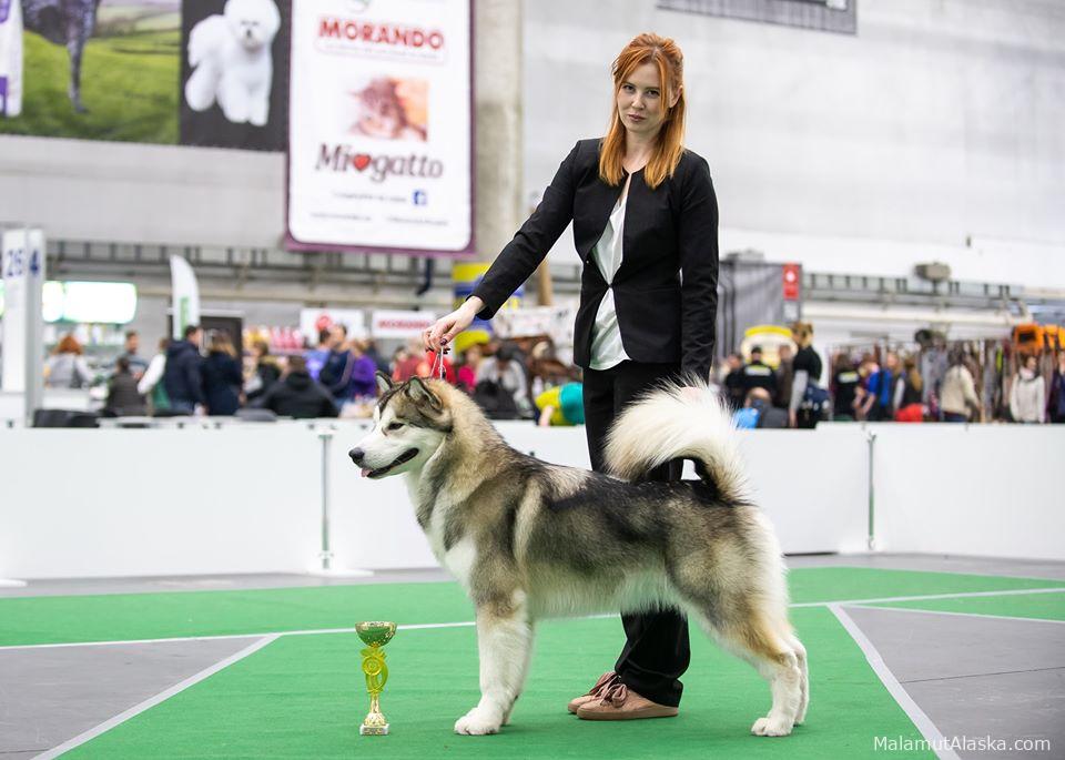 YARL NORTHERN SUNRISE Junior Champion of Breed!