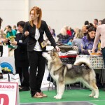 YARL NORTHERN SUNRISE Junior Champion of Breed!