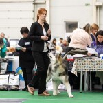 YARL NORTHERN SUNRISE Junior Champion of Breed!