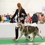 YARL NORTHERN SUNRISE Junior Champion of Breed!