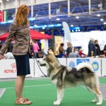 YARL NORTHERN SUNRISE Junior Champion of Breed!